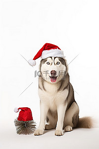 狗帽子背景图片_戴着圣诞老人帽子坐在地上的小哈士奇狗