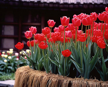 植物香背景图片_花盆里的红色郁金香