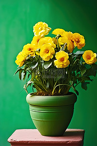 绿色的花盆，黄色的花