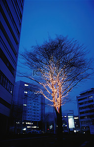 圣诞树亮背景图片_树在晚上被点亮