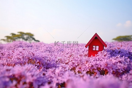 紫色花田里的小房子