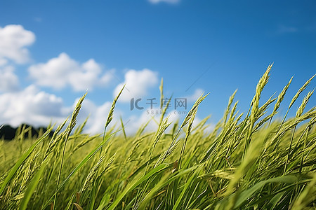 水稻背景背景图片_蓝天中的水稻种植园，稻田上空有云彩