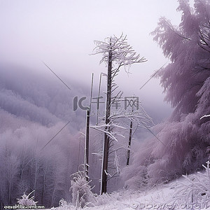 田纳西州北部蒂恩加森县的多莉山滑雪区有许多不同的树木覆盖着白霜