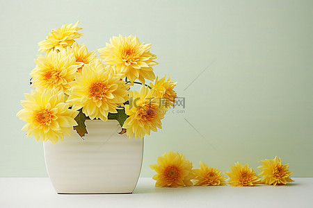 白色花瓶里的黄色大丽花花