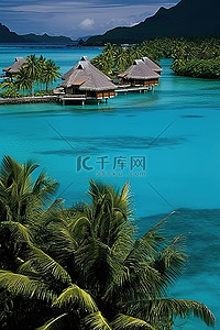 热带树木背景图片_波拉波拉岛泰雷度假村 照片 009 007