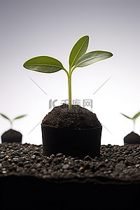 种子泥土发芽背景图片_种子长成泥土，以便种植在种子中