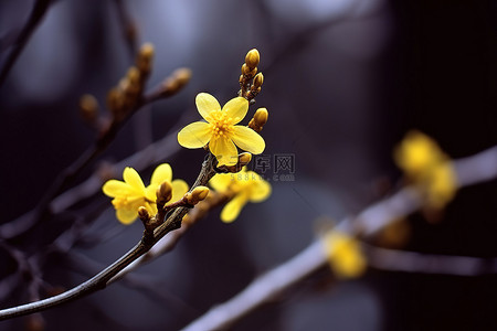 金黄色的背景图片_一株小植物，上面开着金黄色的花