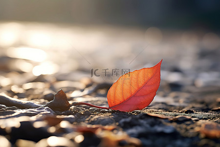 地上的一片叶子，叶子是棕色的