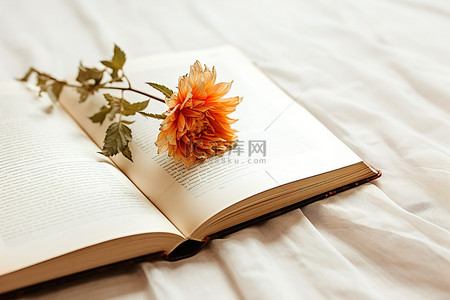 旧书背景图片_一本旧书，旁边坐着一朵橙花