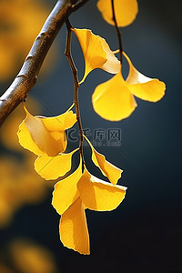 叶树枝背景图片_树枝上的黄叶