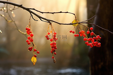 秋天飘扬，红色的浆果挂在树枝上