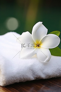 上面坐着一朵花的白毛巾