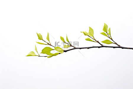 叶子树枝背景图片_年轻的树芽和叶子