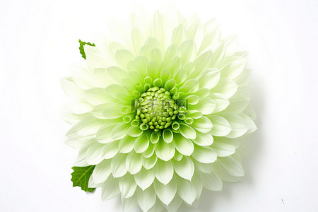 一朵小绿花，白色背景上有一朵小花