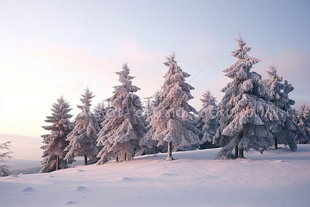 云松树背景图片_雪地上的一群松树