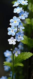 绿叶植物上的蓝色小花