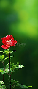 绿色红花背景图片_绿色田野中的一朵小红花