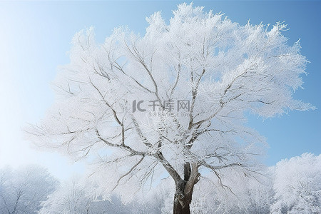 树和霜冬天树