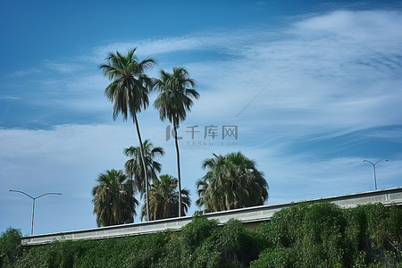 云树木背景图片_高速公路旁的一棵棕榈树，周围树木环绕
