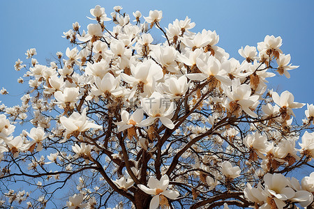 一棵长满白花的玉兰树的图像