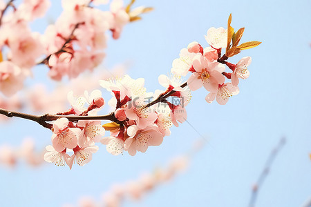 桃花樱花挂在天空