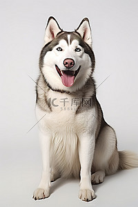坐在白色背景上的西伯利亚哈士奇狗
