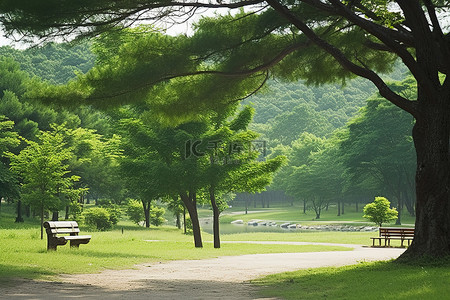 的公园背景图片_有很多树木和山丘的公园