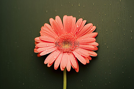 一朵爱形状的粉红色花朵