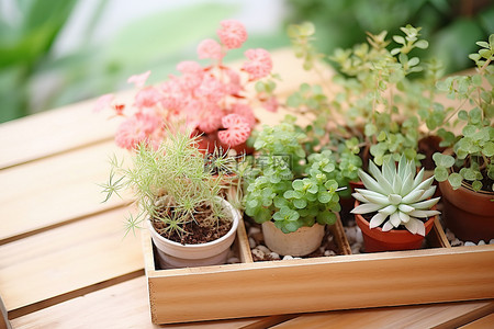不同的背景图片_木托盘里有五种不同的花园植物