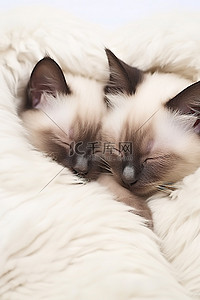 睡觉的猫背景图片_睡在白色毛皮上的暹罗小猫