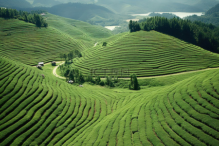 广东的风景和茶园