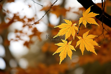 楓葉背景图片_秋天的落葉