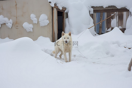一只狗站在建筑物后面的雪中