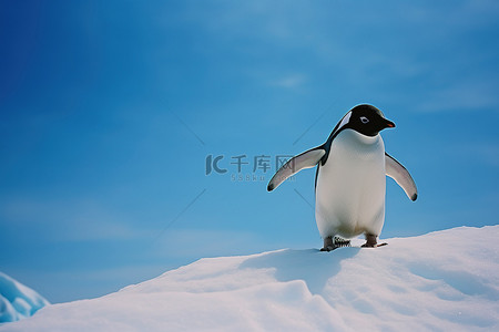 蓝色背景冰背景图片_企鹅在蓝色背景的冰川上行走