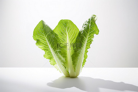 蔬菜农产品背景图片_白桌上的一小片生菜叶
