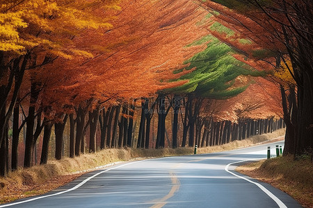 秋天都是背景图片_道路两旁都是红叶树木