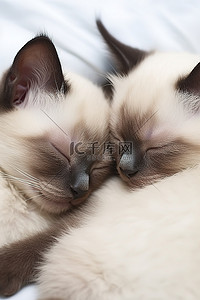 睡觉的猫背景图片_两只暹罗小猫一起睡在白色毯子上