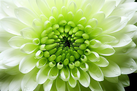 蜡菊花瓣背景图片_白色背景下的一朵绿色菊花