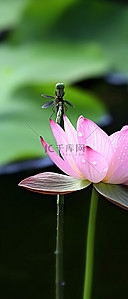 粉红色睡莲和小蜻蜓的有趣照片