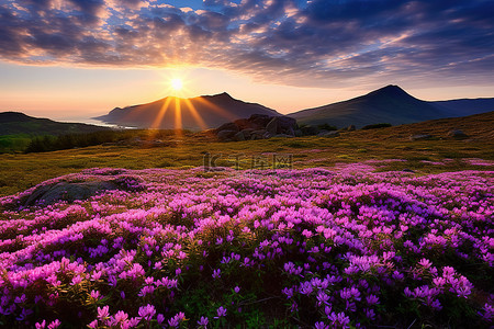 太阳落在苏格兰山上的紫色花朵上