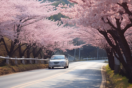 一辆汽车在樱花树下的道路上行驶