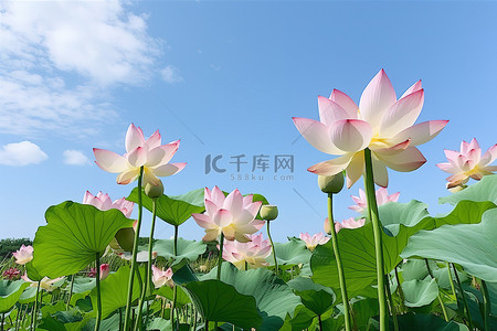 荷叶莲花背景图片_粉红色的莲花生长在蓝天的田野里