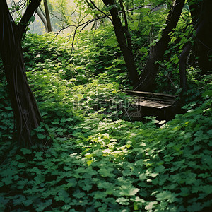绿树成荫的森林区，长凳周围有绿色植物