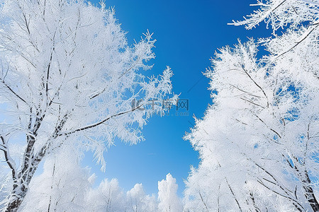 覆盖着雪树，映衬着清澈的蓝天