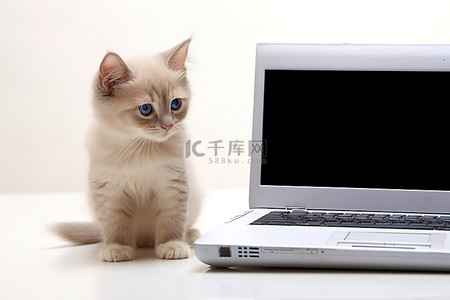 一只小猫站在笔记本电脑背面和电脑屏幕之间
