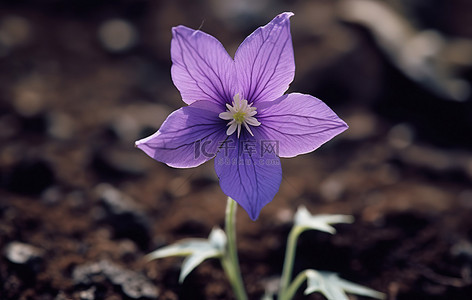 地里的西瓜背景图片_一朵紫色的花从地里长出来