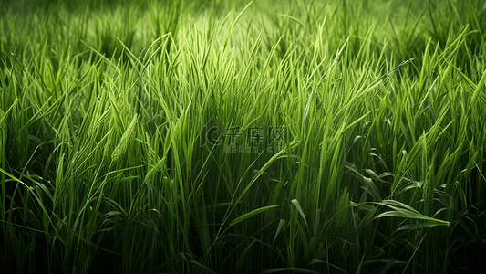 真实的花草背景图片_草地草坪绿色真实背景