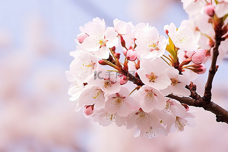 春雨花开背景图片_一朵白色的樱花，开着小花