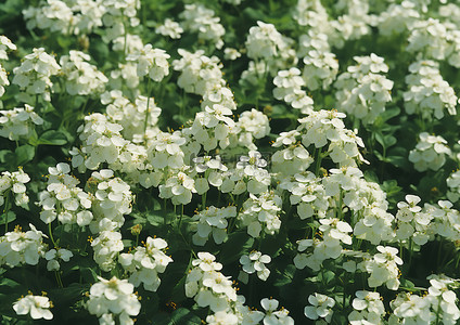 白色的花背景图片_一片白色的花田靠近一片白色的田野
