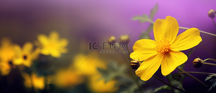 黄色的花朵有紫色的背景